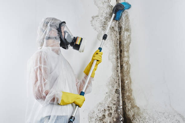 Best Post-Remediation Services in Grenada, MS