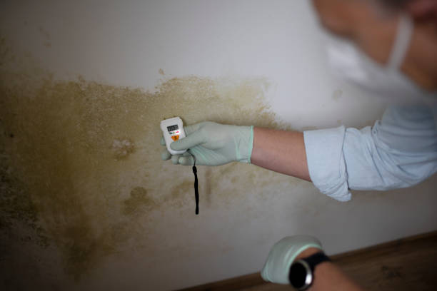 Best Health and Safety Mold Remediation in Grenada, MS