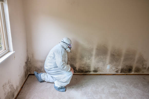 Best Post-Flood Mold Remediation in Grenada, MS