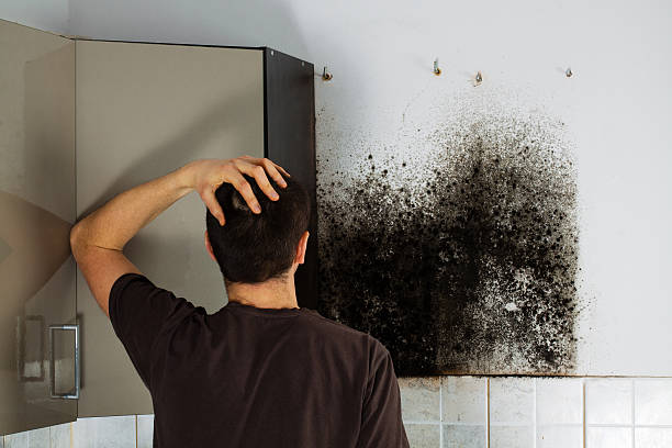 Best Basement Mold Remediation in Grenada, MS