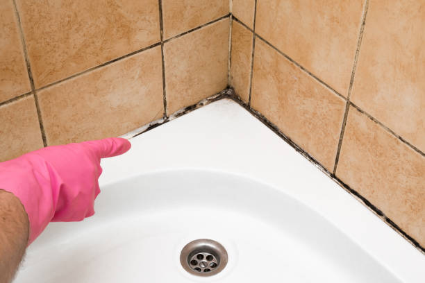 Best Kitchen Mold Remediation in Grenada, MS